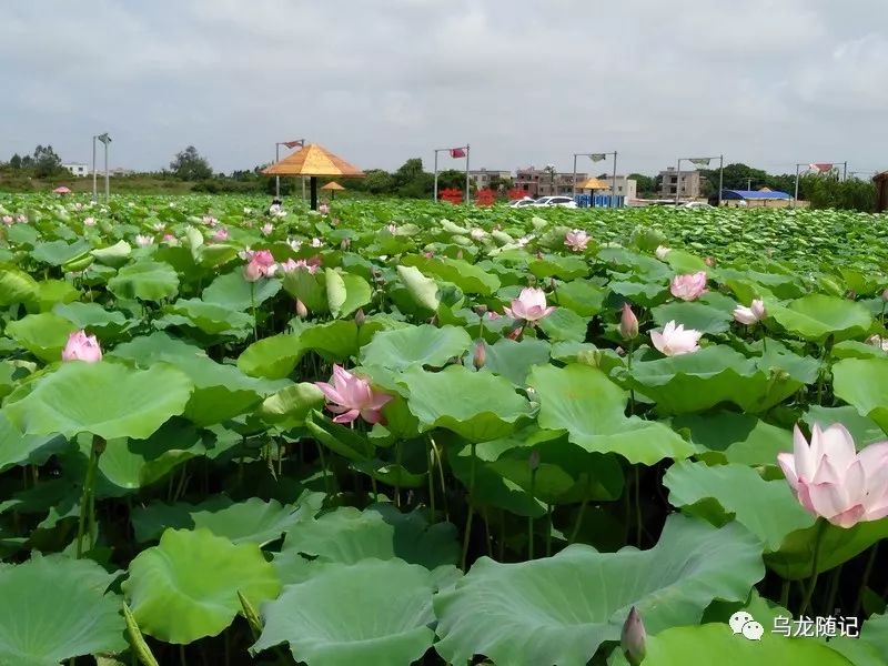 20190721骑行乾塘南寨荷花节