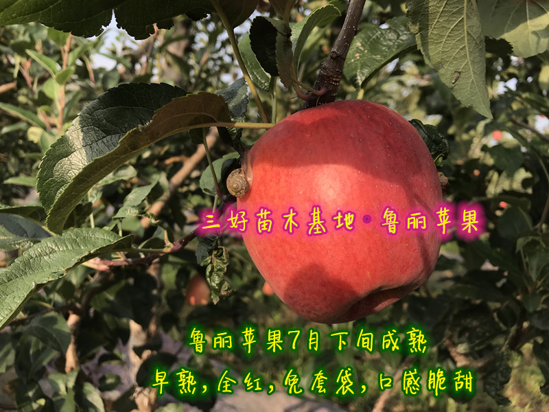 2019年鲁丽苹果熟了,红彤彤的鲁丽苹果惊艳了谁 mg平台申搏官网