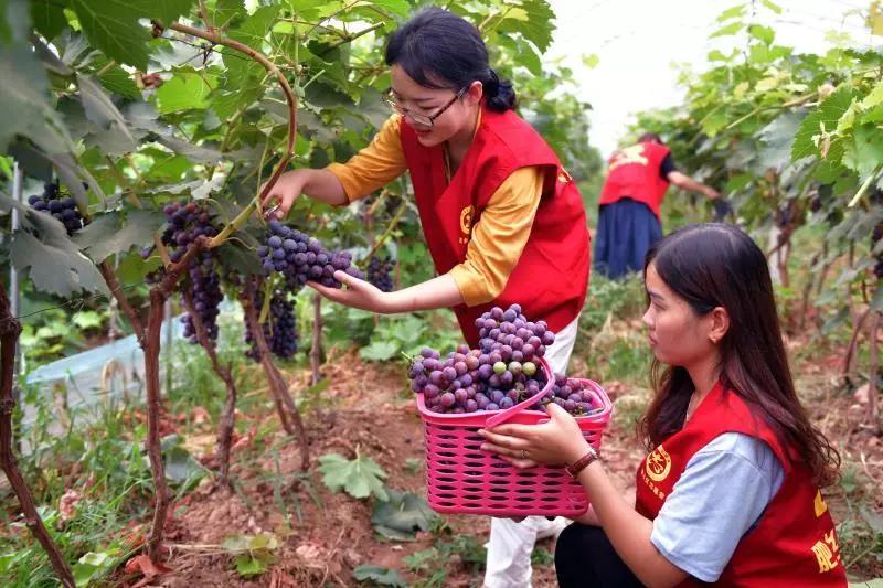 肥乡暑期游玩又多好去处,带孩子来这里享受采摘的乐趣