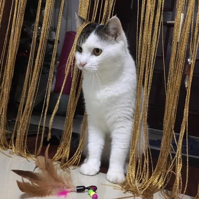 猫一直待在家里,就可以不用打疫苗吗? maxbet官网