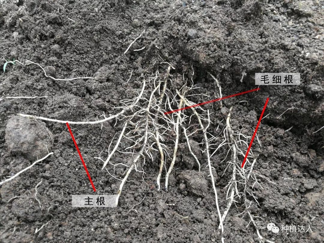葡萄生根,这样做才对_根系
