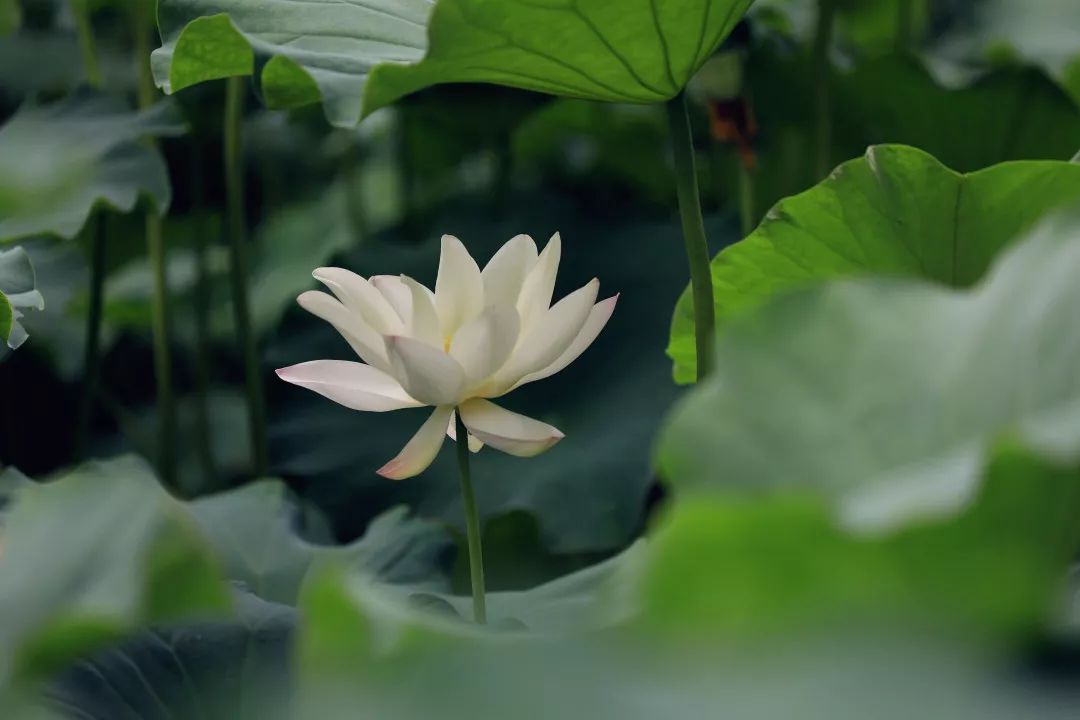 曲池荷