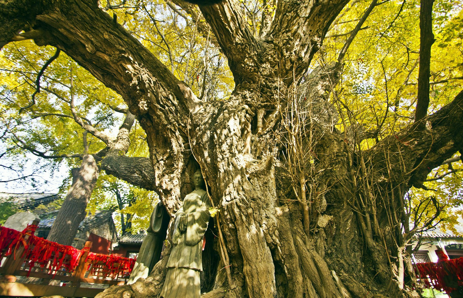 中国十大最古老的树，最后一株历经五千年见证了华夏文明|阿里山神木|见证|章台_新浪新闻