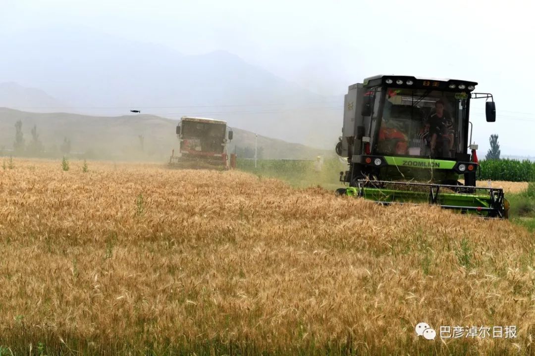 壮观兆丰有机小麦喜获丰收