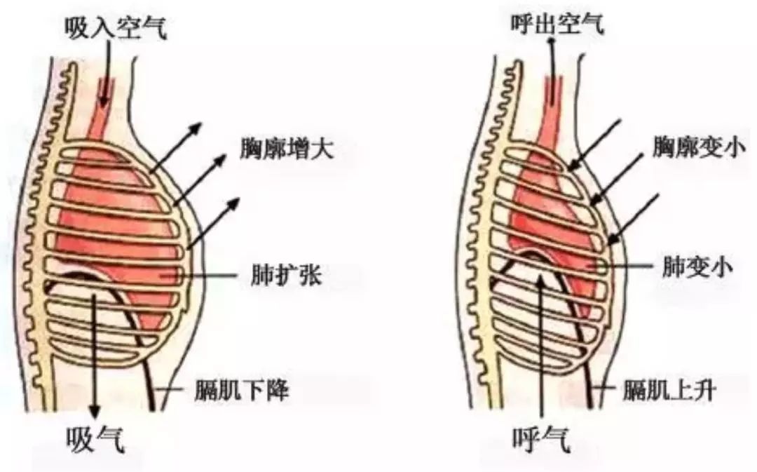 膝胸卧位原理是什么意思_膝卧位是什么姿势图片(3)