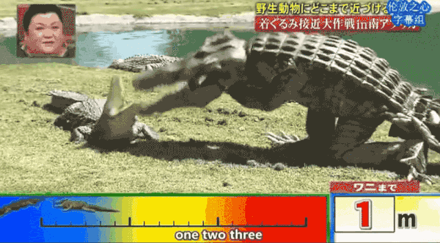 摸老虎屁股，被鱷魚咬！日本綜藝驚險度爆表！ 寵物 第17張