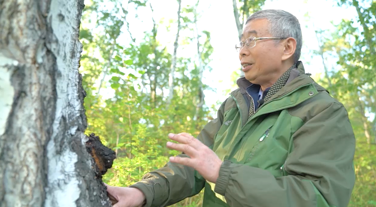 中华医药划重点张文彭教授介绍桦褐孔菌