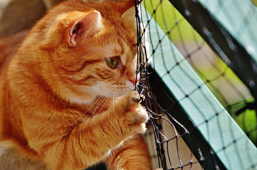 猫口炎能吃三文鱼吗,猫口炎吃三文鱼有影响吗