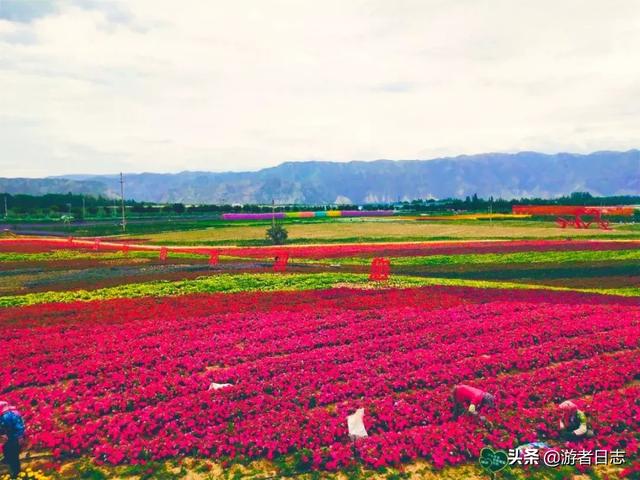 去白银大坪花海,你要这样玩