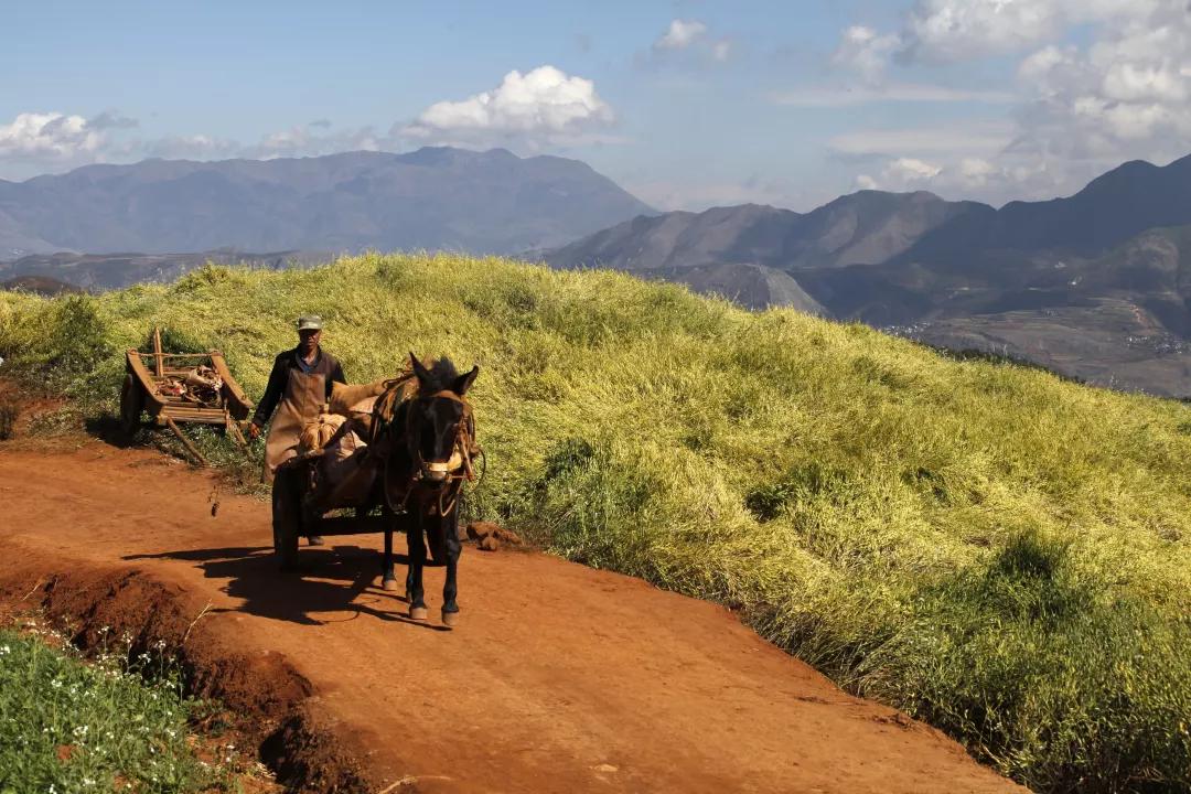 大暑农谚：古代没有天气预报，古人是如何预测自然灾害的？