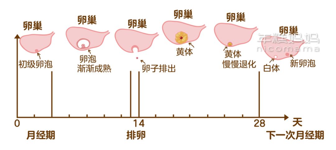 大姨妈前一周,这个部位很脆弱,你有注意吗?_黄体