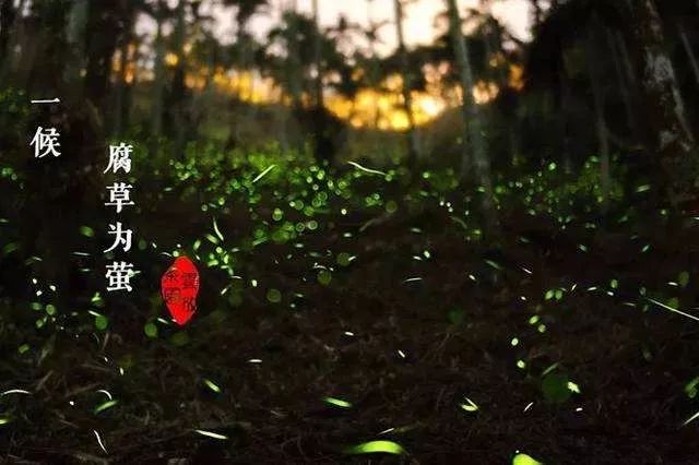 一候腐草为萤大雨时行.