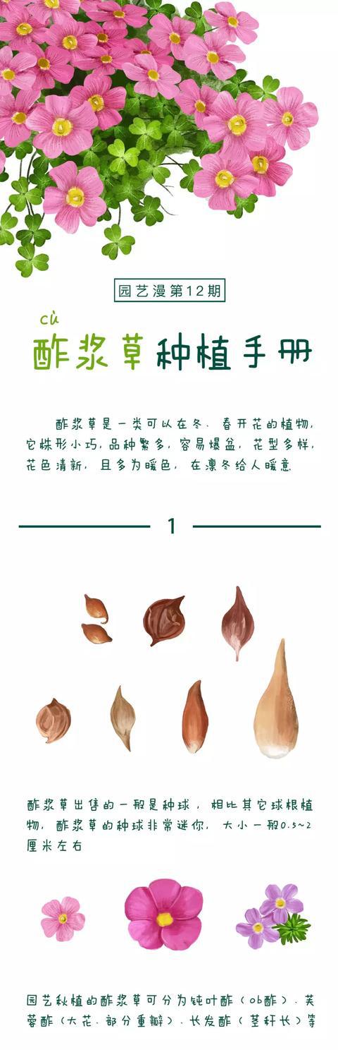 什么?不会养酢酱草?收下这份一看就懂的《酢浆草种植手册》! 巴黎人御匾会