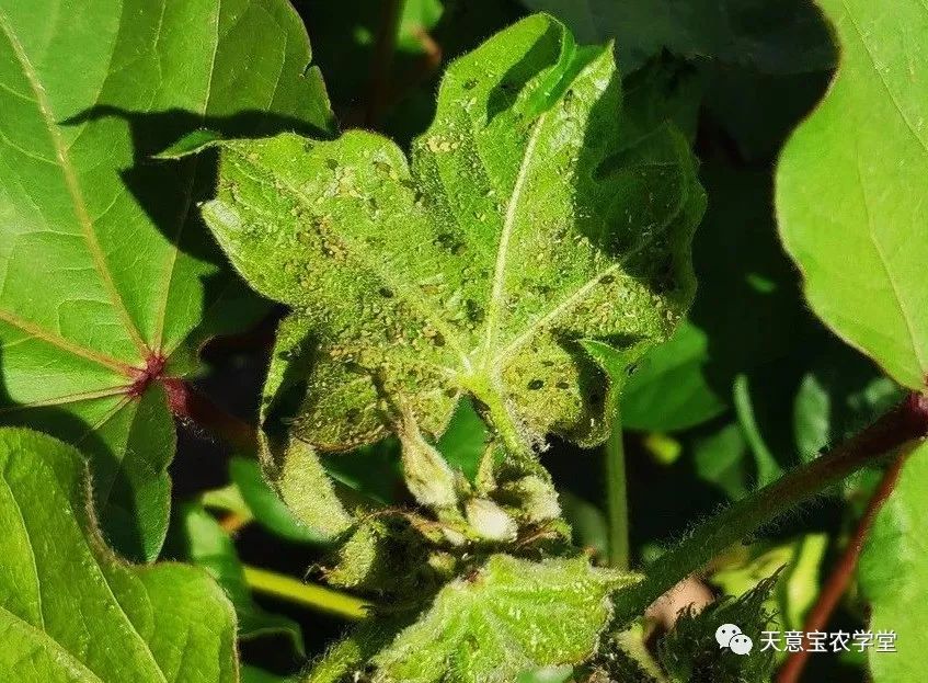 棉花蚜虫动态六师各团场调查棉田蚜虫发生情况,详见表1:六师垦区6月