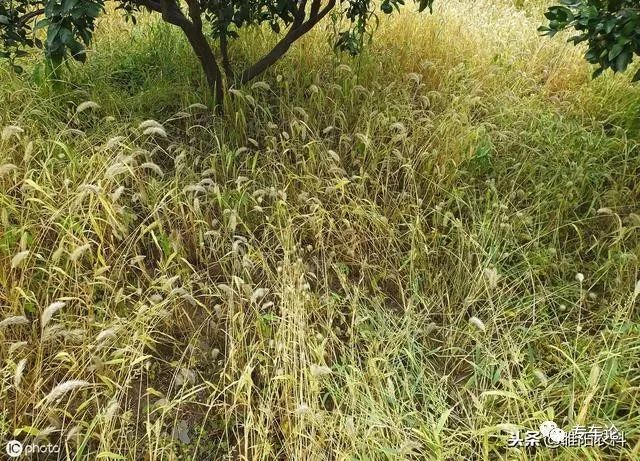 草甘膦的原理_湖南农业大学阐明植物代谢草甘膦并产生抗药性的分子机理(3)