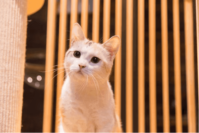心动预警!如果快乐百分制,金昌这家猫咖就满分!