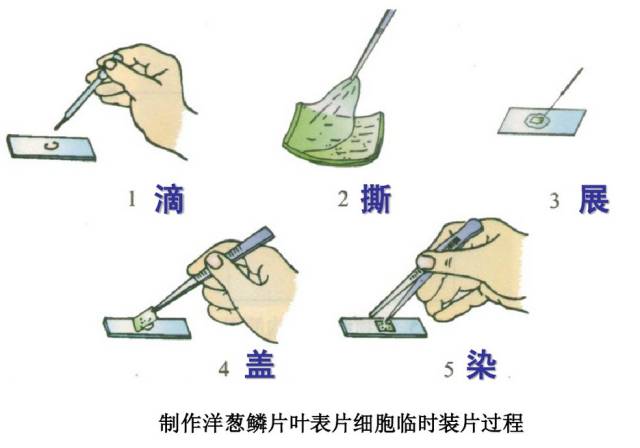 初中生物中显微镜使用及制作洋葱表皮装片的步骤,有图有真相,不怕讲不