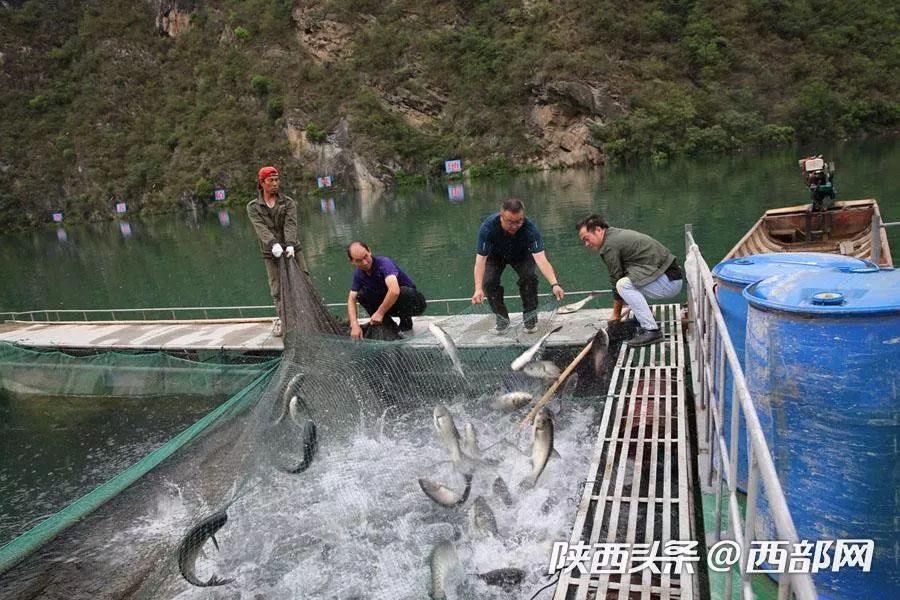 旬阳小伙放弃月入万元生意返乡养鱼 和父母一起守200万条鱼 og视讯