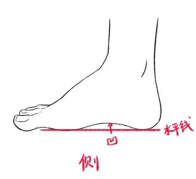 画出曲线表现脚掌的弧度.