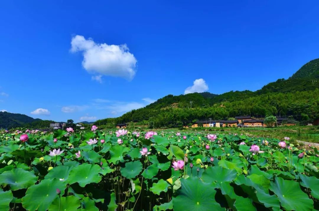 第七届中国·五夫"荷花节"