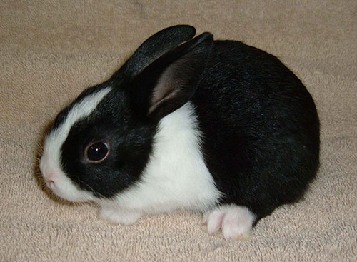 养兔知识:兔子吃了一天包菜拉肚子了