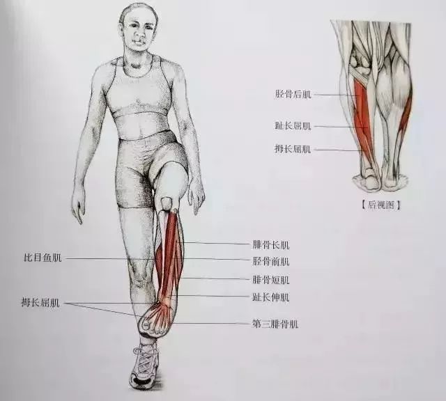 单膝跪地拉跟腱  蹲姿跟腱拉伸  一脚在后的胫骨前肌拉伸  一脚交跨