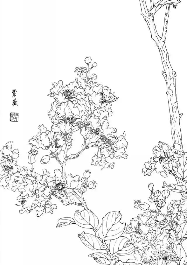 白描花卉写生范本百花谱