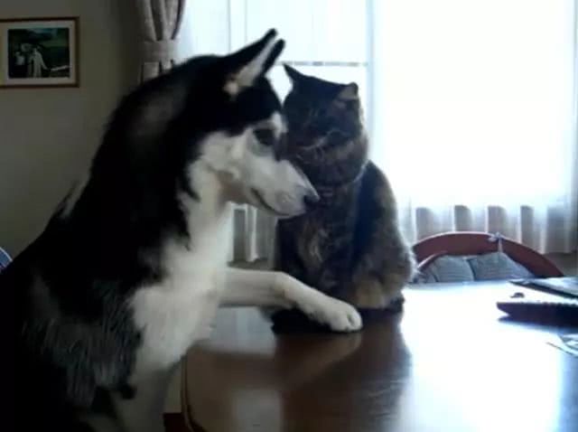 哈士奇与猫咪套近乎,然而猫咪却非常高冷,二哈非常伤心