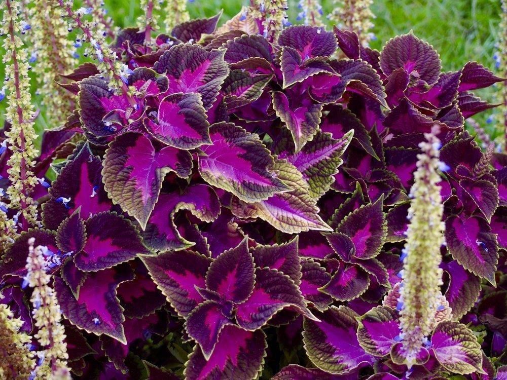 五颜六色的锦紫苏 彩叶植物里特艳丽的盆栽 养窗台上还能开花 养护