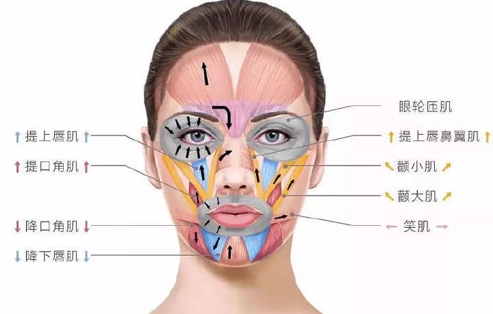 却忽视了上半张脸中控制笑容牵引的眼轮匝肌,额肌和眉眼区域.