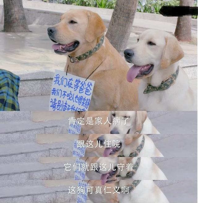 《神犬小七3》:救援英雄&维系感情,这些萌宠真让人上头