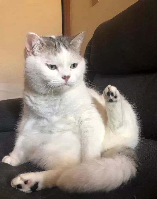 c360670d5eb14036934308e6eaef991c.jpeg