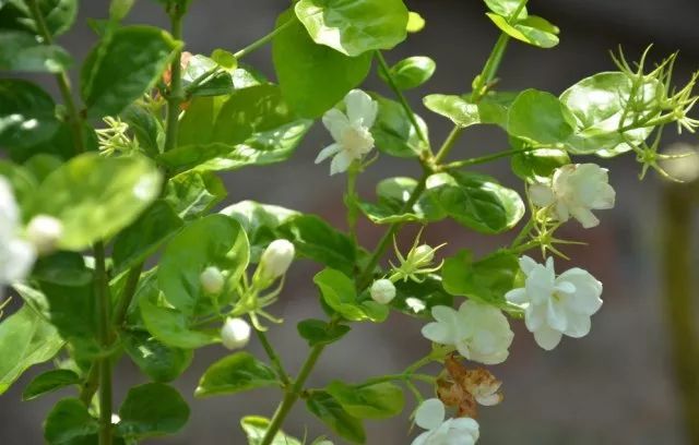 古筝 | 一曲《茉莉芬芳》满载清香,润泽心田!