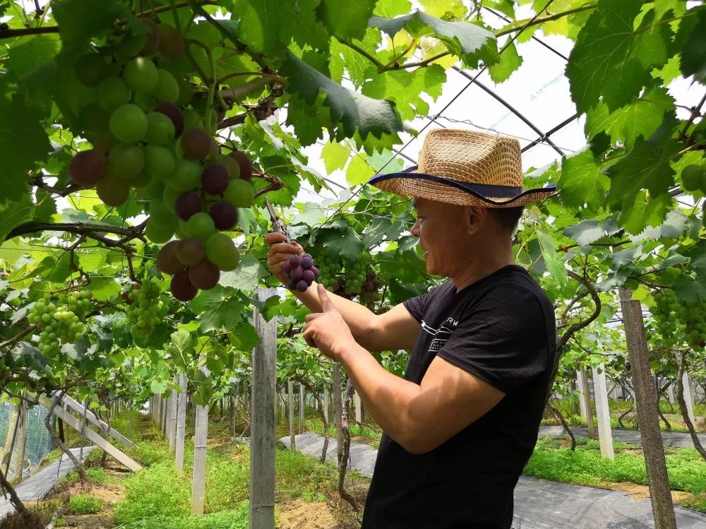 美社区新岸村的"昊然"农业科技示范基地,有一条130米长的葡萄科普长廊