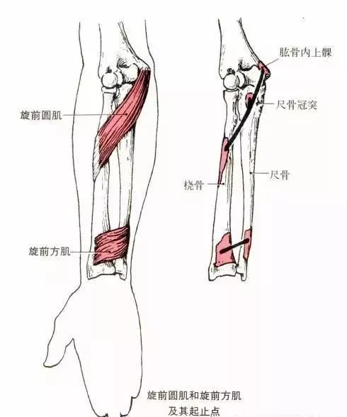 功能:近固定时,使桡腕关节屈,参与桡腕关节内收和肘关节屈.