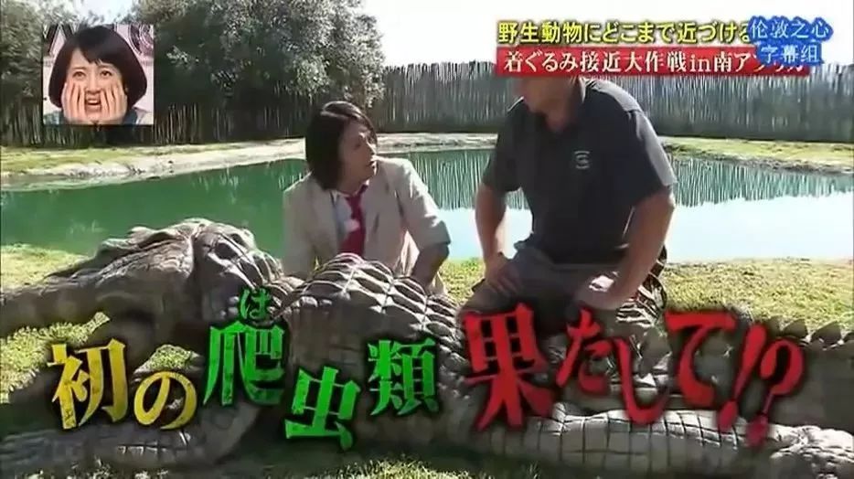 摸老虎屁股，被鱷魚咬！日本綜藝驚險度爆表！ 寵物 第16張