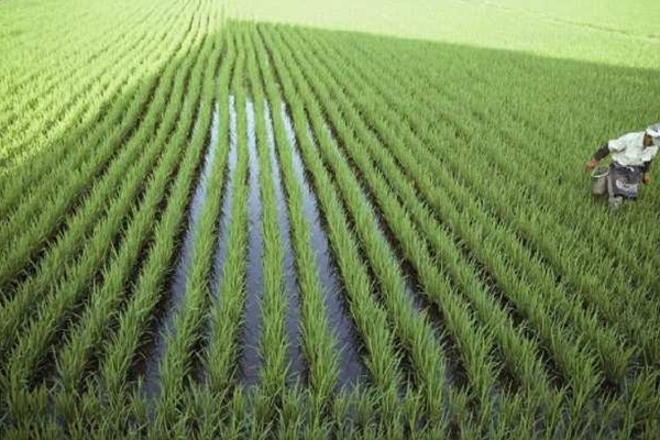 为什么要晒稻田 eed0e673a42448d5b7a827c54b996ace.jpeg