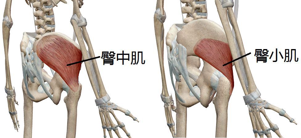 臀中/小肌由来自l4,5和s1的臀上神经支配.