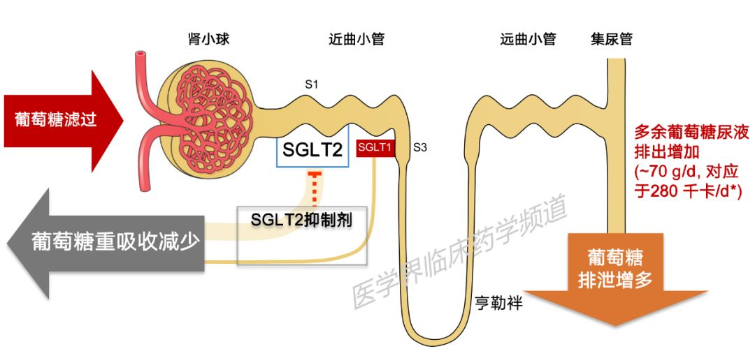 8张图读懂8类降糖药物机制一目了然