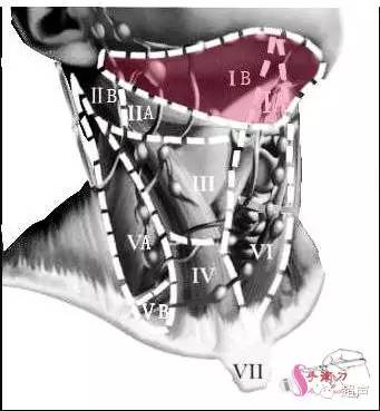 超声微课堂颈部淋巴结分区