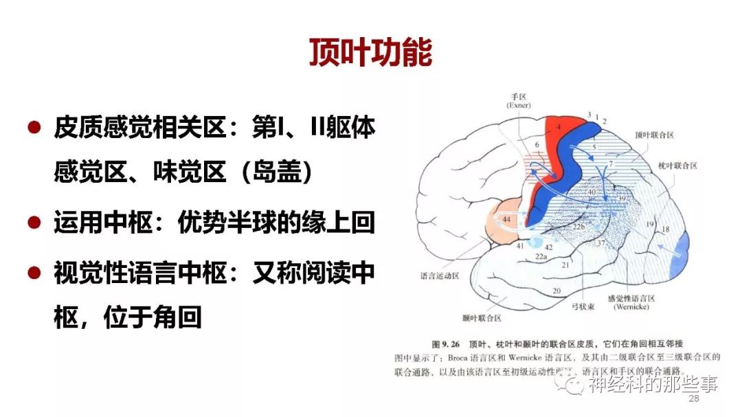 大脑解剖结构,功能与临床定位