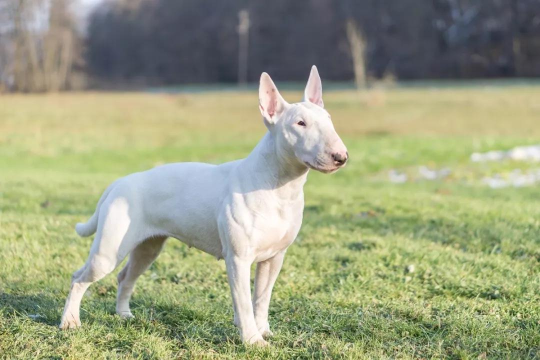 "女王的柯基"与起源英国的名犬们