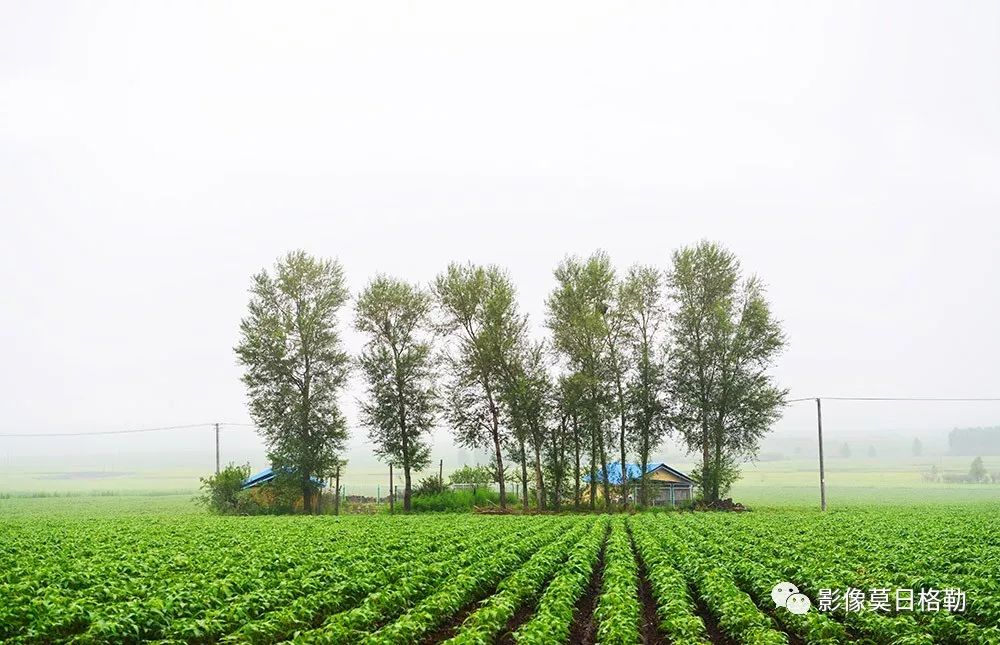 桥南村,隶属于呼伦贝尔市鄂伦春自治旗大杨树镇,因地处甘河桥南而得名