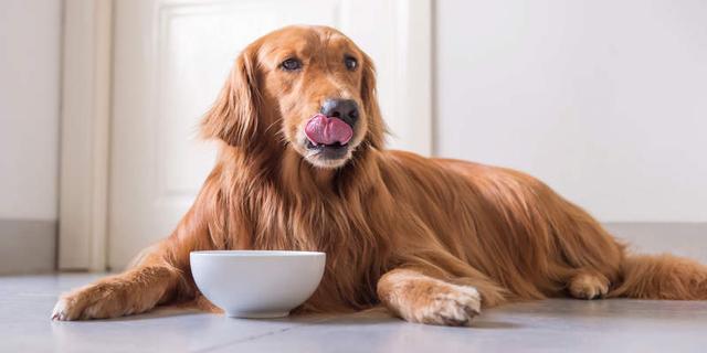 不同狗狗在各时期该有的食量