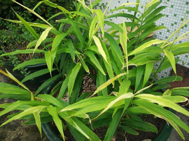 如何种植姜盆栽 1f7539e327c6402788cf64bff7bbd228.jpeg