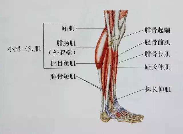 肌肉紧张显小腿粗,小腿拉伸图解告别疙瘩腿 盈丰国际平台官网