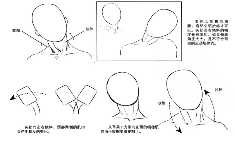 人物脖子绘画教程