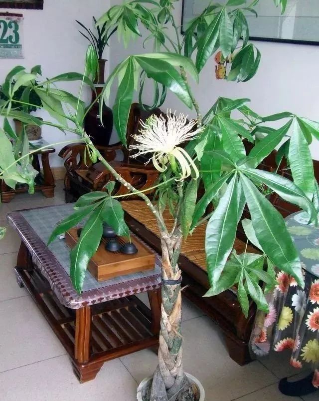 发财树一般几月份开花 2c5dc9b110784c7d9b7e4c7b0e3bae48.jpeg