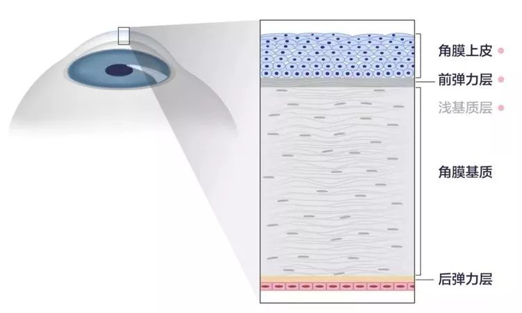 眼角膜在哪一层 2d345a63040147b994662741ffc976f2.jpeg