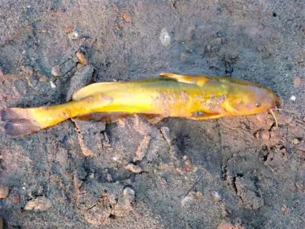 什么地方有黑蚯蚓 387e35aea78c47ab87f0f16c488341a3.jpeg